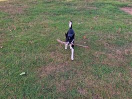 Cute dog