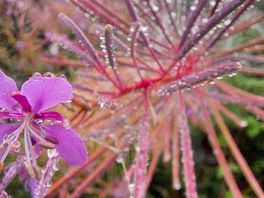 Willow herb.