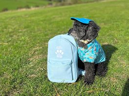 Great place for dogs too, our little alfie loved his holiday.