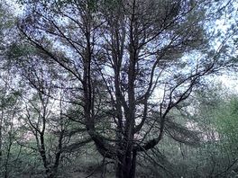 One of the amazing trees in the wood