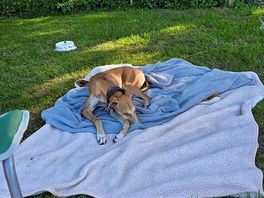 Sleepy dog 2