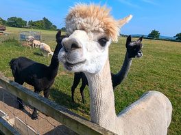 The alpacas