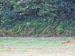 A coupleof deer on the site.