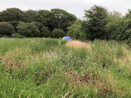 Meadow