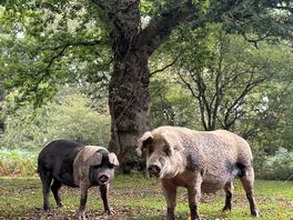 Pigs in the campsite free roaming!!!