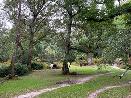 Woodland walk next to the site