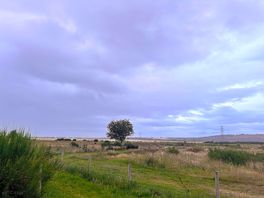 Dog-walking area.