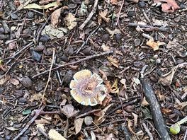 More mushrooms