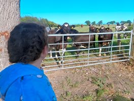Cows