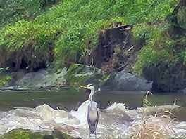 Cenarth falls