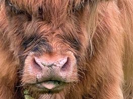 Cow
