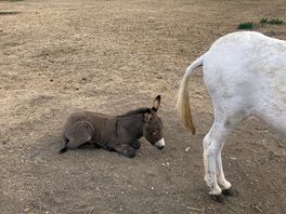 Baby donkey