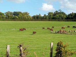 Cows in the neighbouring fields