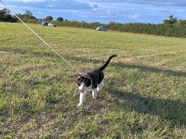 Cat on a lead , random guest
