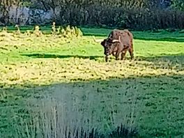 Neighbour