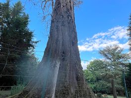 Californian sequoia