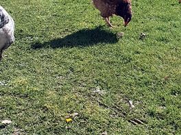 Visitors from the nearby farm