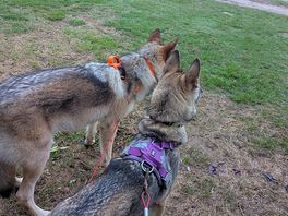 Nice distance from other pitches, good for the dogs.