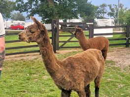 Alpacas on site