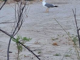 Zand en meeuwen
