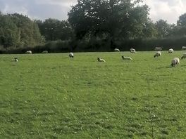 The neighbours