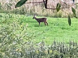 Wildlife haven !