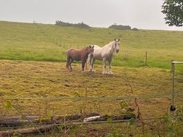Their beautiful horses