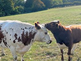 More cows
