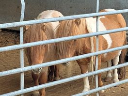 Farm animals
