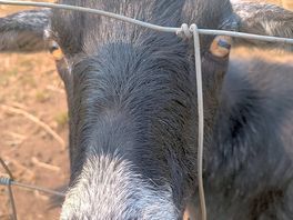 Nosey goat