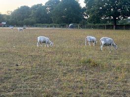 Our neighbours!