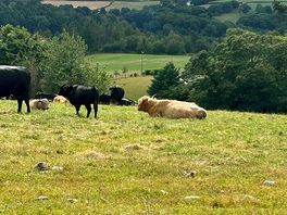 Cows