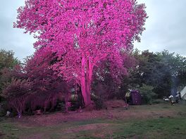 Pink tree