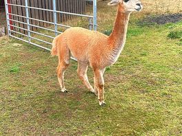 One of the on site alpacas