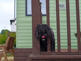 Our dog enjoyed relaxing on the little terrace