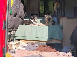 Dogs loved it