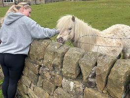 Horses