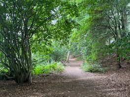 Woodland walk around the mere