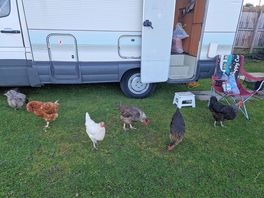 Visit from the chickens