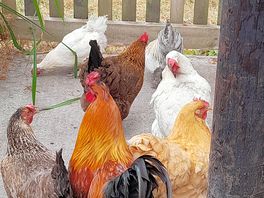 Chickens wonder freely