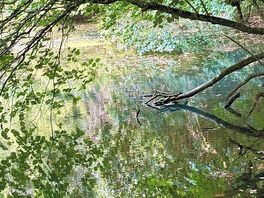 Pond