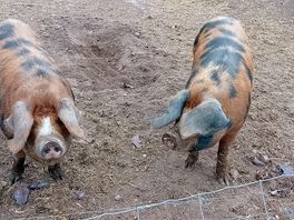 Farm pigs