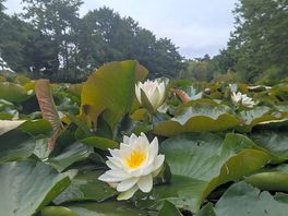 The monet lake; absolute bliss!