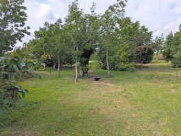 Orchard