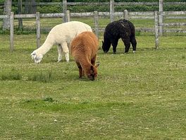 Lovely alpacas