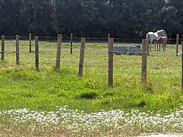 Horses beside the camping field