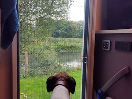 One of the dogs enjoyed the view
