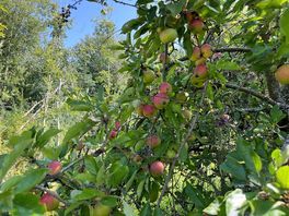 Wild orchard