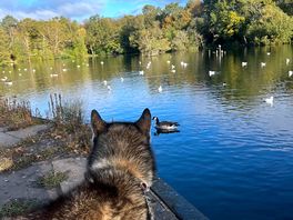 Great dog walk