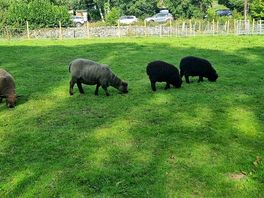 Very friendly sheep
